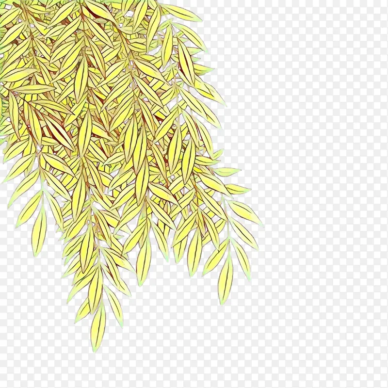 ��ͨ ֲ��-������