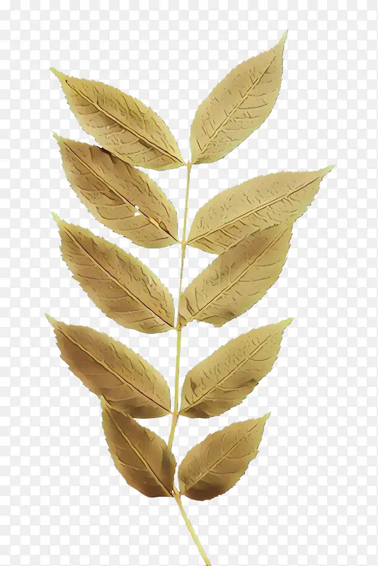 ��ͨ Ҷ�� ֲ��-������