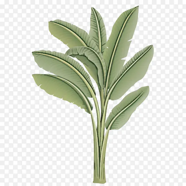 Ҷ ֲ�� ��-������