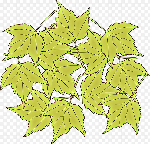 ��ͨ ��Ҷ ֲ��-������