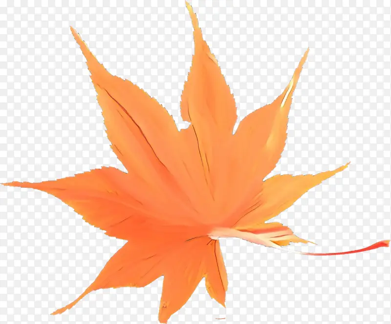 ��ͨ ��ɫ ֲ��-������