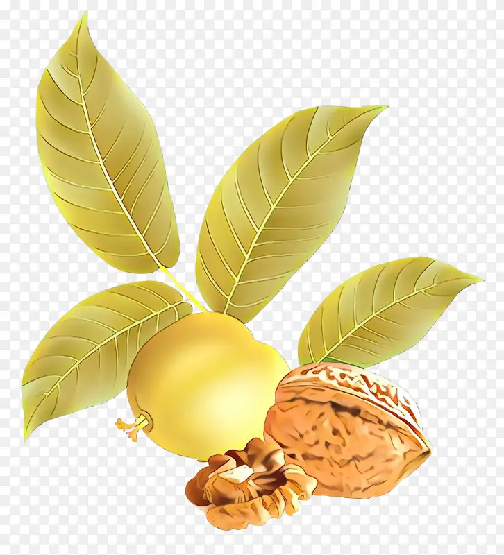 ��ͨ Ҷ�� ֲ��-������