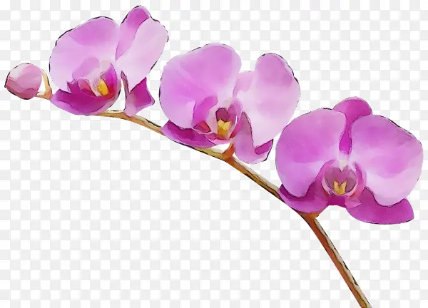 ˮ�ʻ� ���� ʪī-������