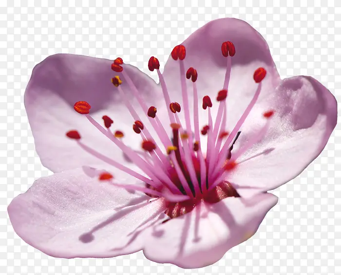 ���� ���� ��ɫ-������