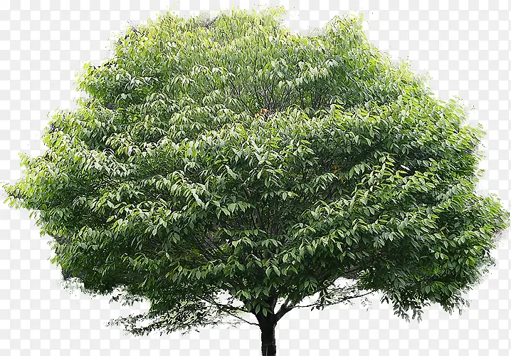 �� ֲ�� ľ��ֲ��-������