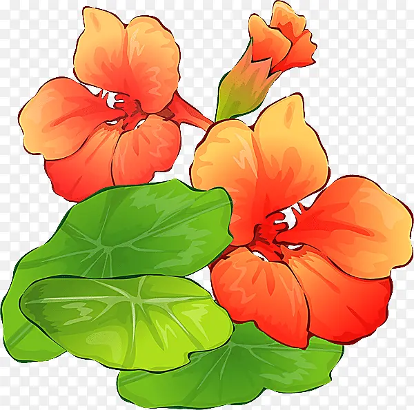 �ɹ���Ʒ�� �������� ֲ��-������