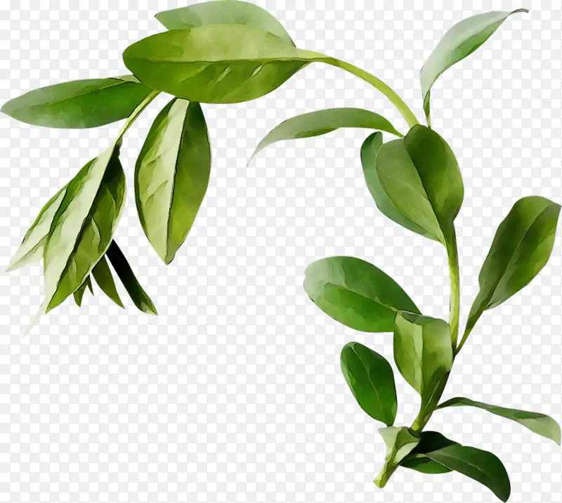 ˮ�ʻ� ���� ʪī-������