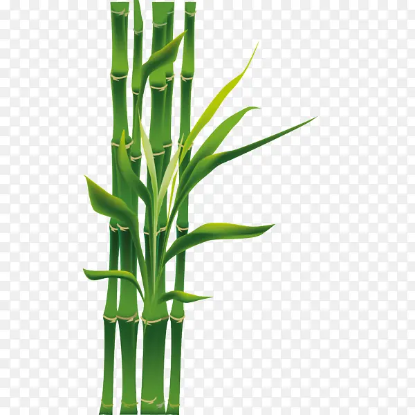 ���� ��ɫ ֲ��-������