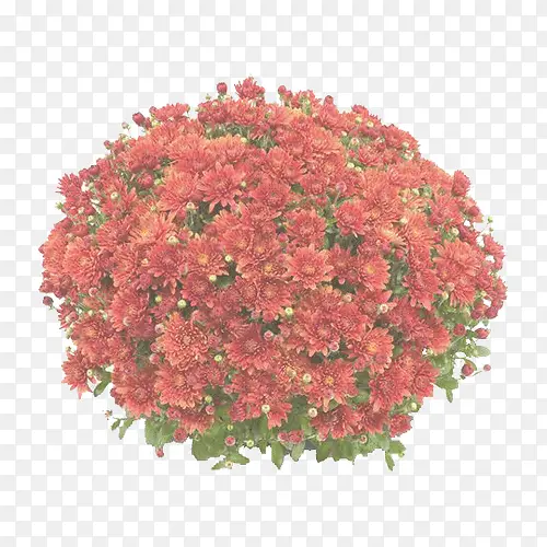 ���� ����ֲ�� ֲ��-������