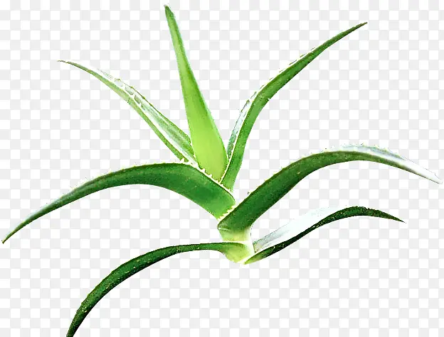 ֲ�� Ҷ ��-������