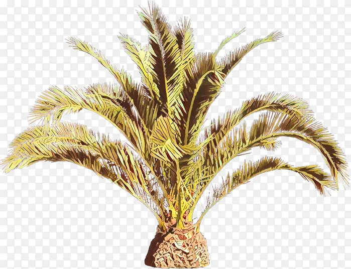 ��ͨ �� ֲ��-������