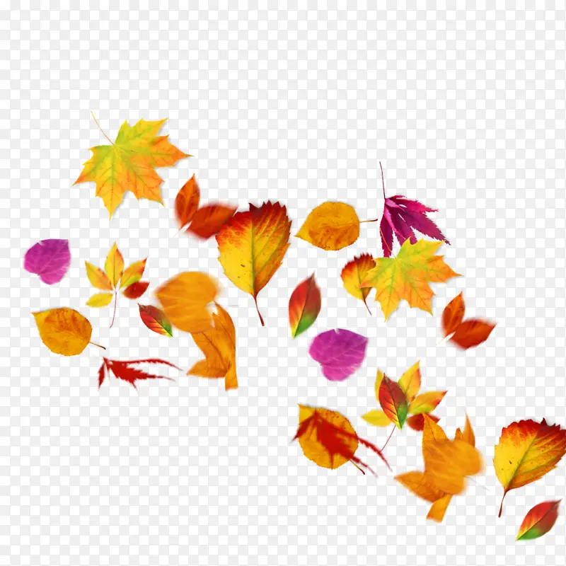 Ҷ�� ��ɫ ��ɫ-������