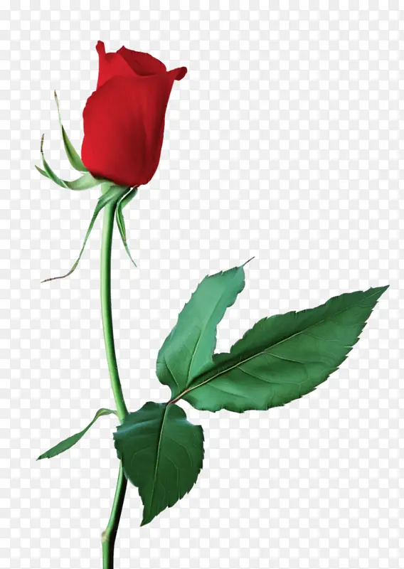 �� ����ֲ�� ֲ��-������