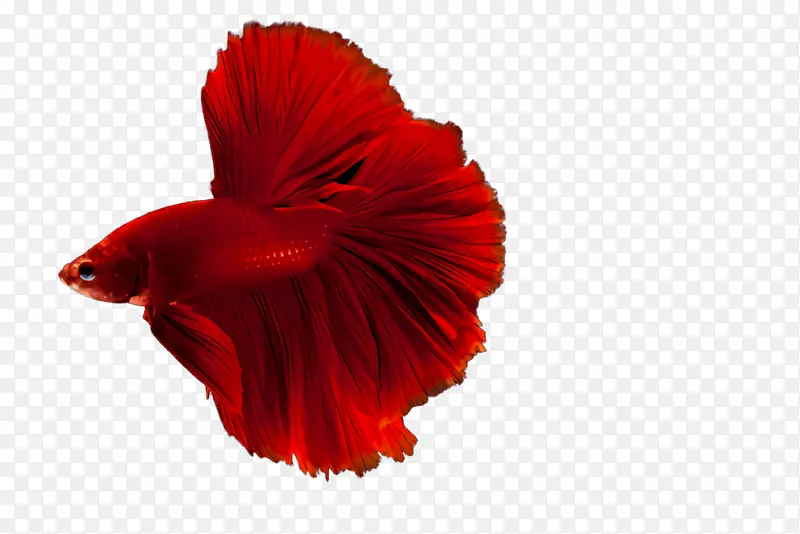 ��è �� ����-������