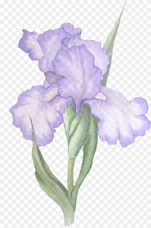 �� ����ֲ�� ֲ��-������