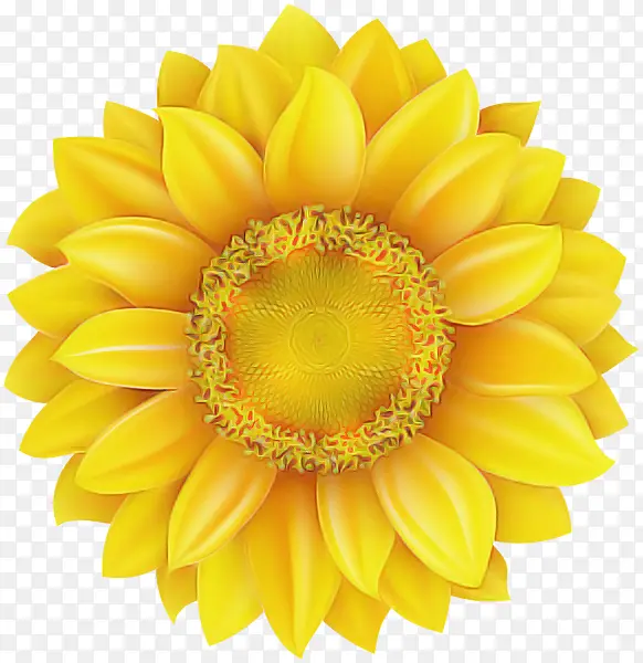 ��ɫ ���޾� ��-������