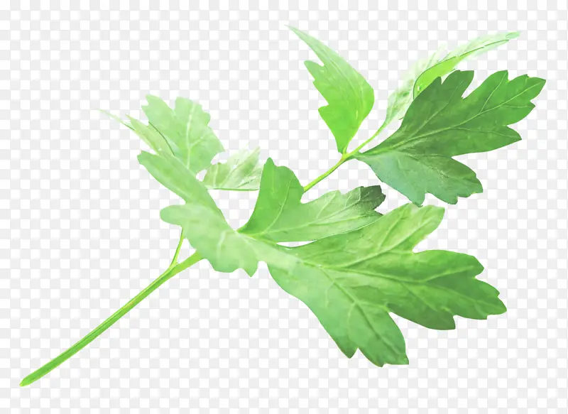 Ҷ �� ֲ��-������