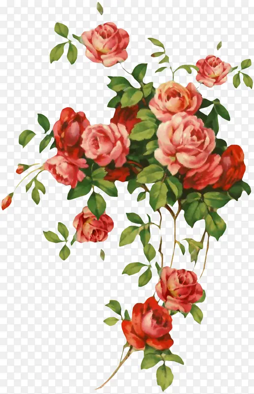 ���� ����ֲ�� ֲ��-������