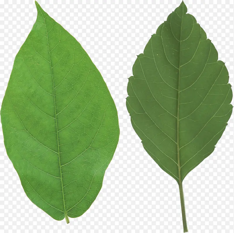 Ҷ ֲ�� ��-������