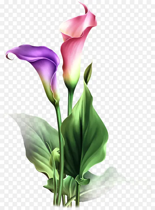 �ɹ���Ʒ�� ����ֲ�� ����-������