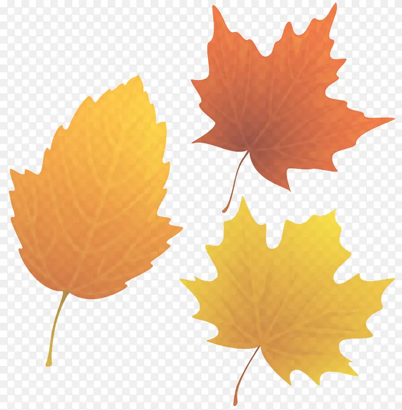 Ҷ�� ��Ҷ ��ľ-������