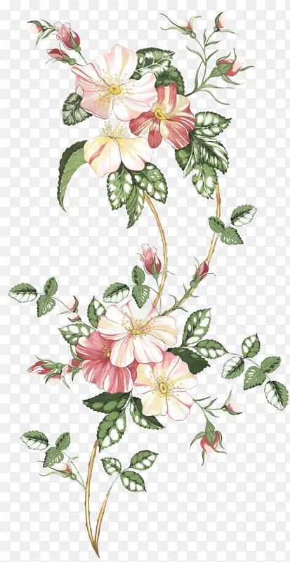 �ɹ���Ʒ�� ����ֲ�� ֲ��-������