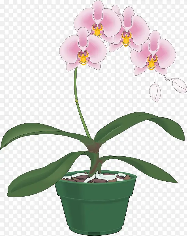 ���� ����ֲ�� ������-������