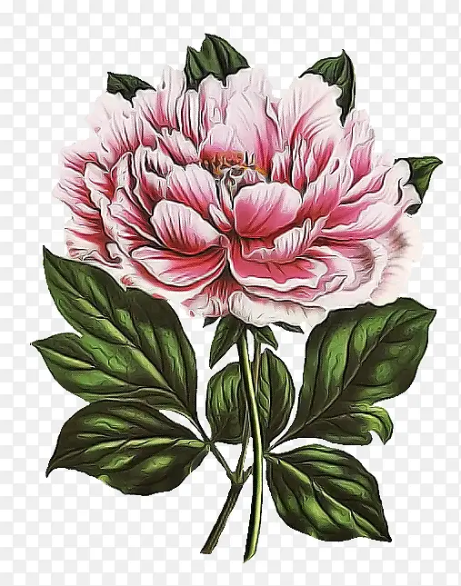 �� ����ֲ�� ֲ��-������