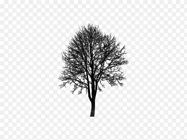 ��ľ ��֦ ľ��ֲ��-������