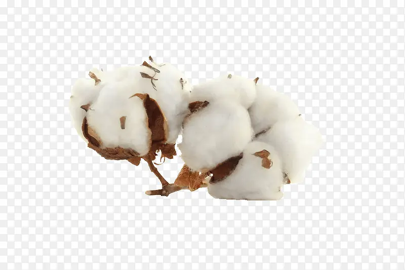 ��ɫ ֲ�� ��-������