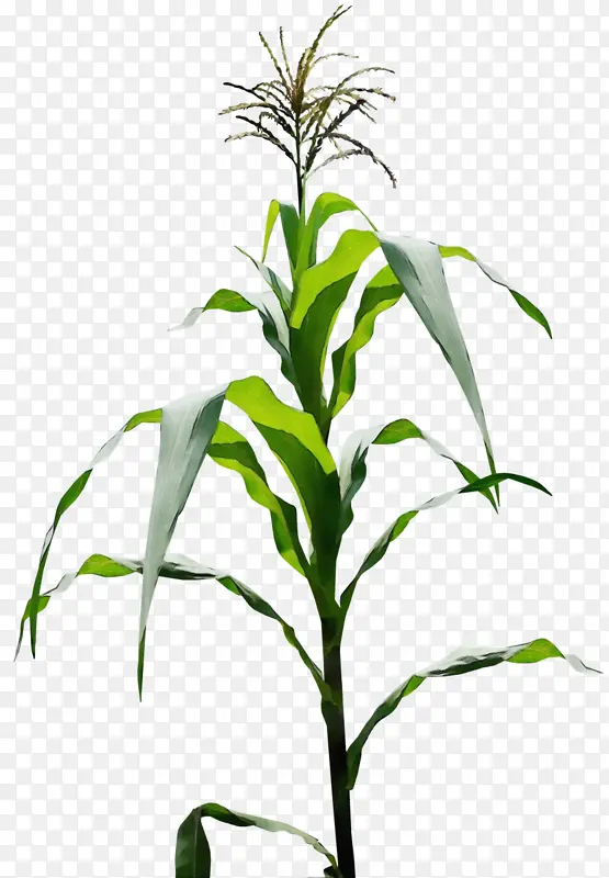 ˮ�� ���� ʪī-������