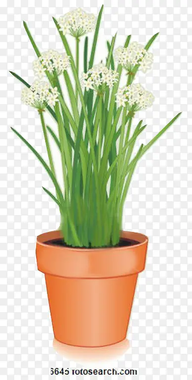 �ɹ���Ʒ�� ����ֲ�� ����-������