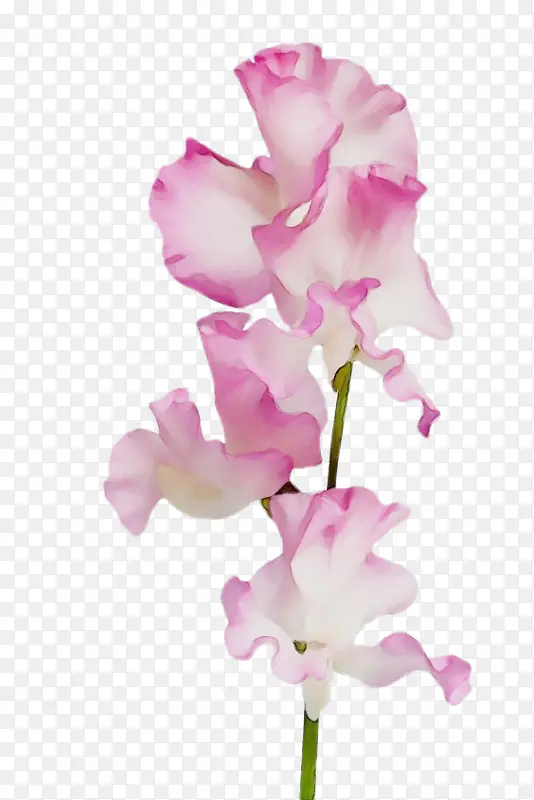 ˮ�ʻ� ���� ʪī-������