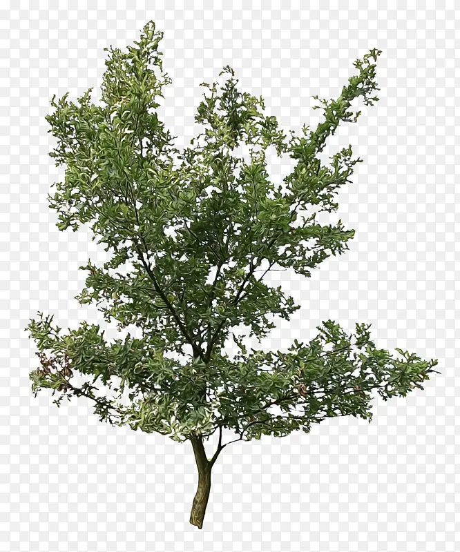 ˮ�ʻ� ���� ʪī-������