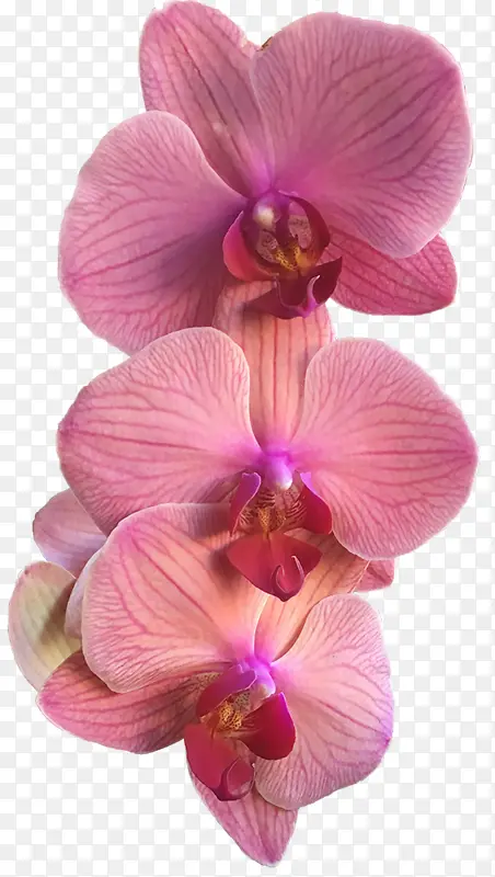 ����ֲ�� ���� ����-������