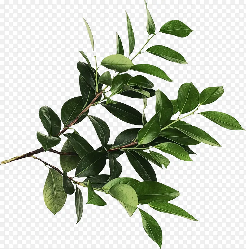 ˮ�ʻ� ���� ʪī-������