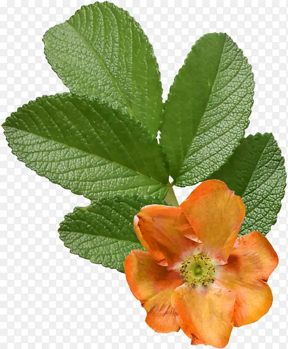 �� ����ֲ�� ֲ��-������