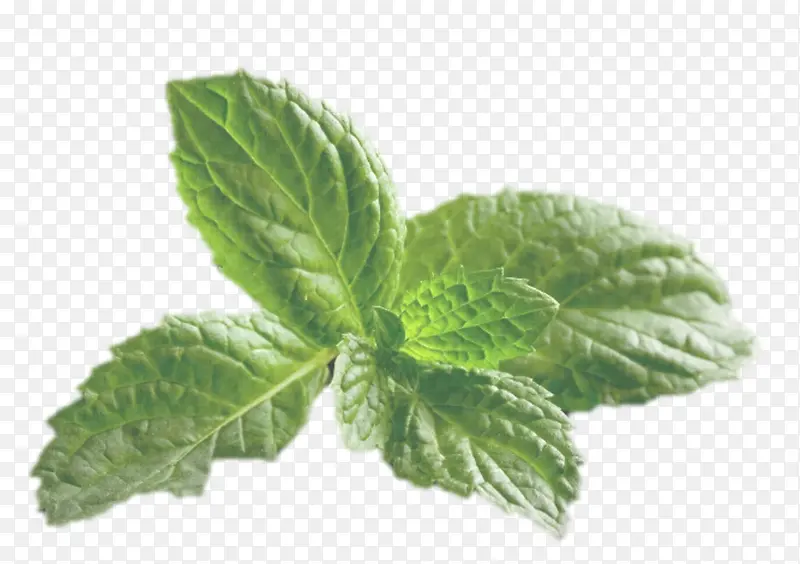 Ҷ �� ֲ��-������