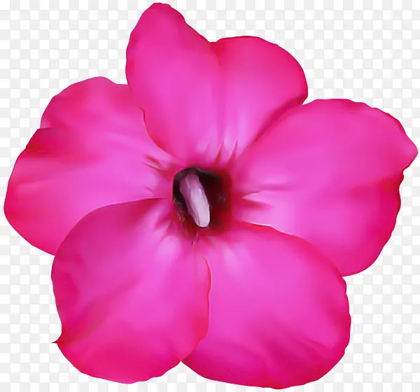 ���� ��ɫ ��-������