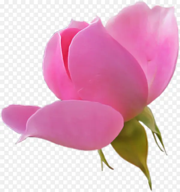 ���� ����ֲ�� �ۺ�ɫ-������