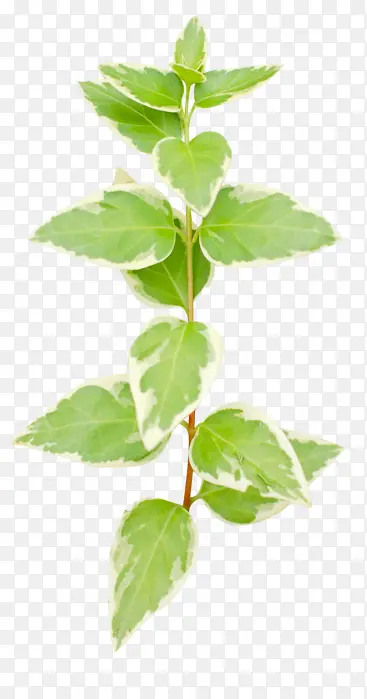 Ҷ �� ֲ��-������