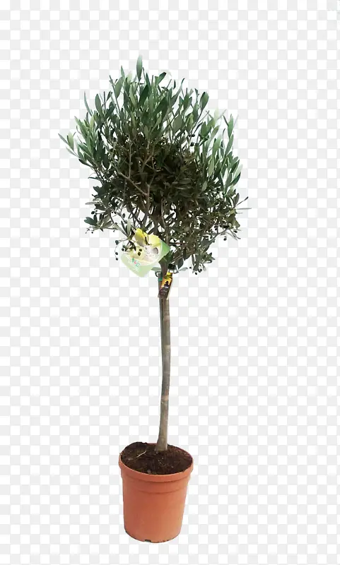 ���� �� ֲ��-������