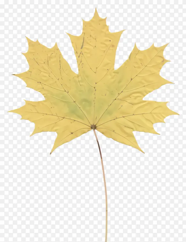 Ҷ ��Ҷ ��-������