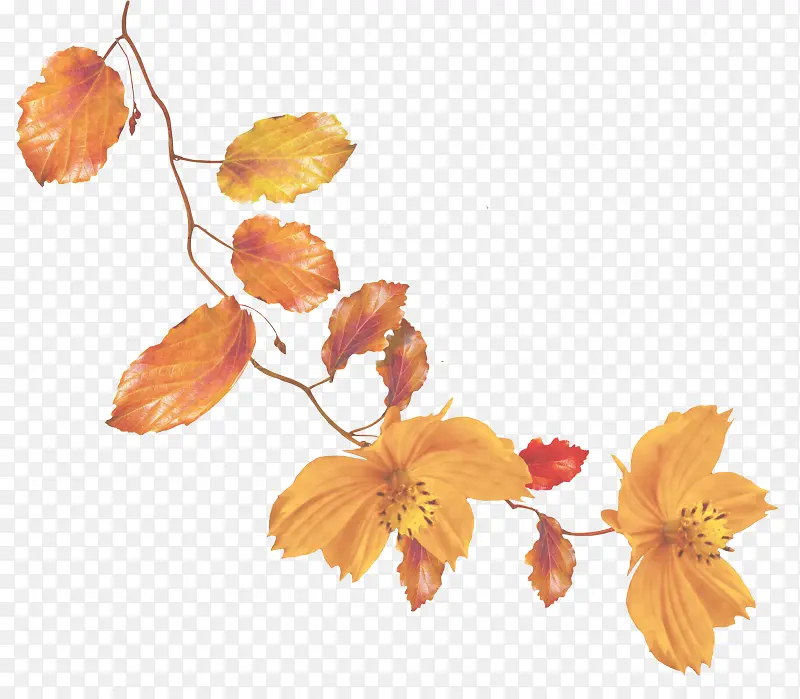 Ҷ�� �� ��ɫ-������