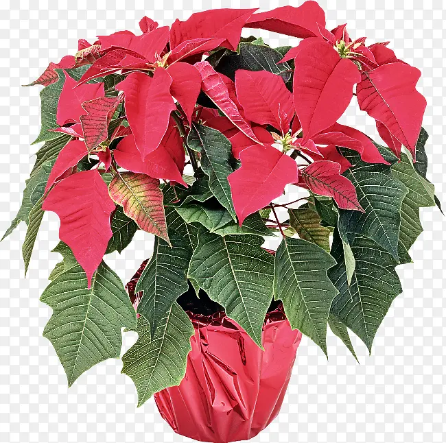 �� ֲ�� ��ɫ-������