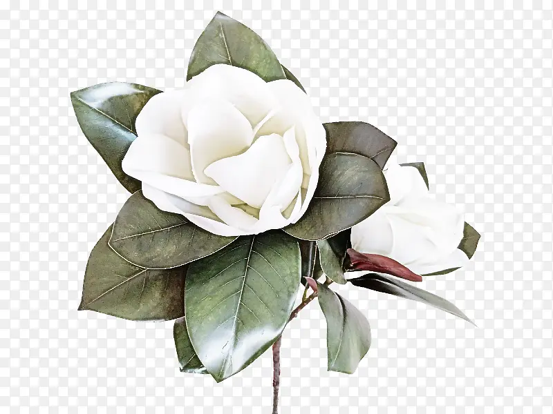 ��ɫ �� ֲ��-������