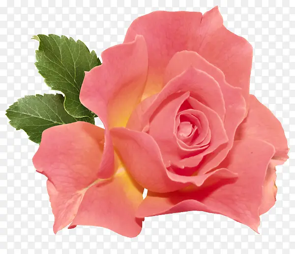 ���� ��԰õ�� ��ɫ-������