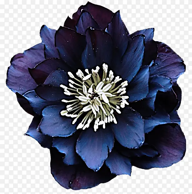 �� ����ֲ�� ��ɫ-������