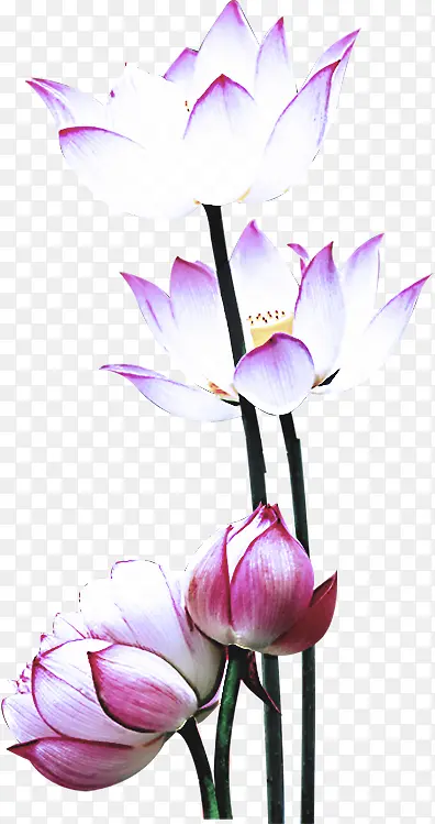 �� ����ֲ�� ����-������