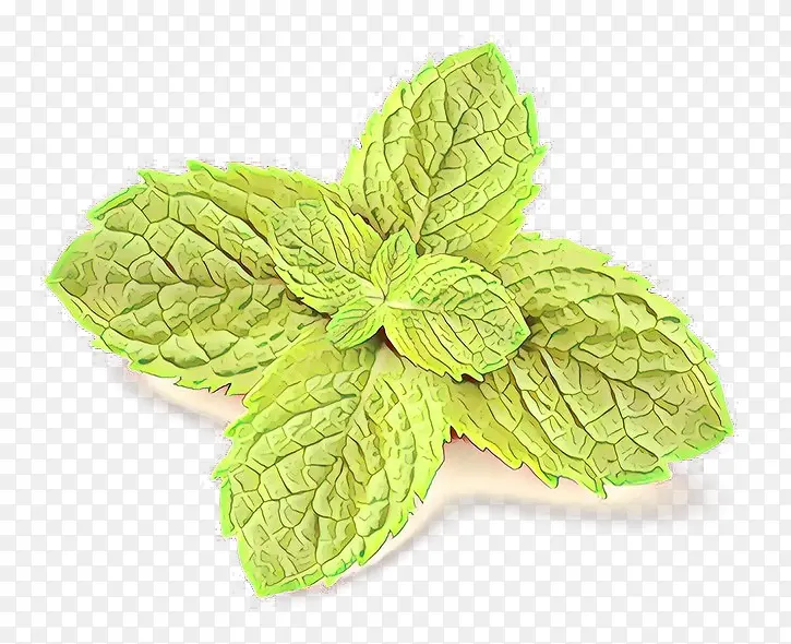 ��ͨ Ҷ�� ����-������